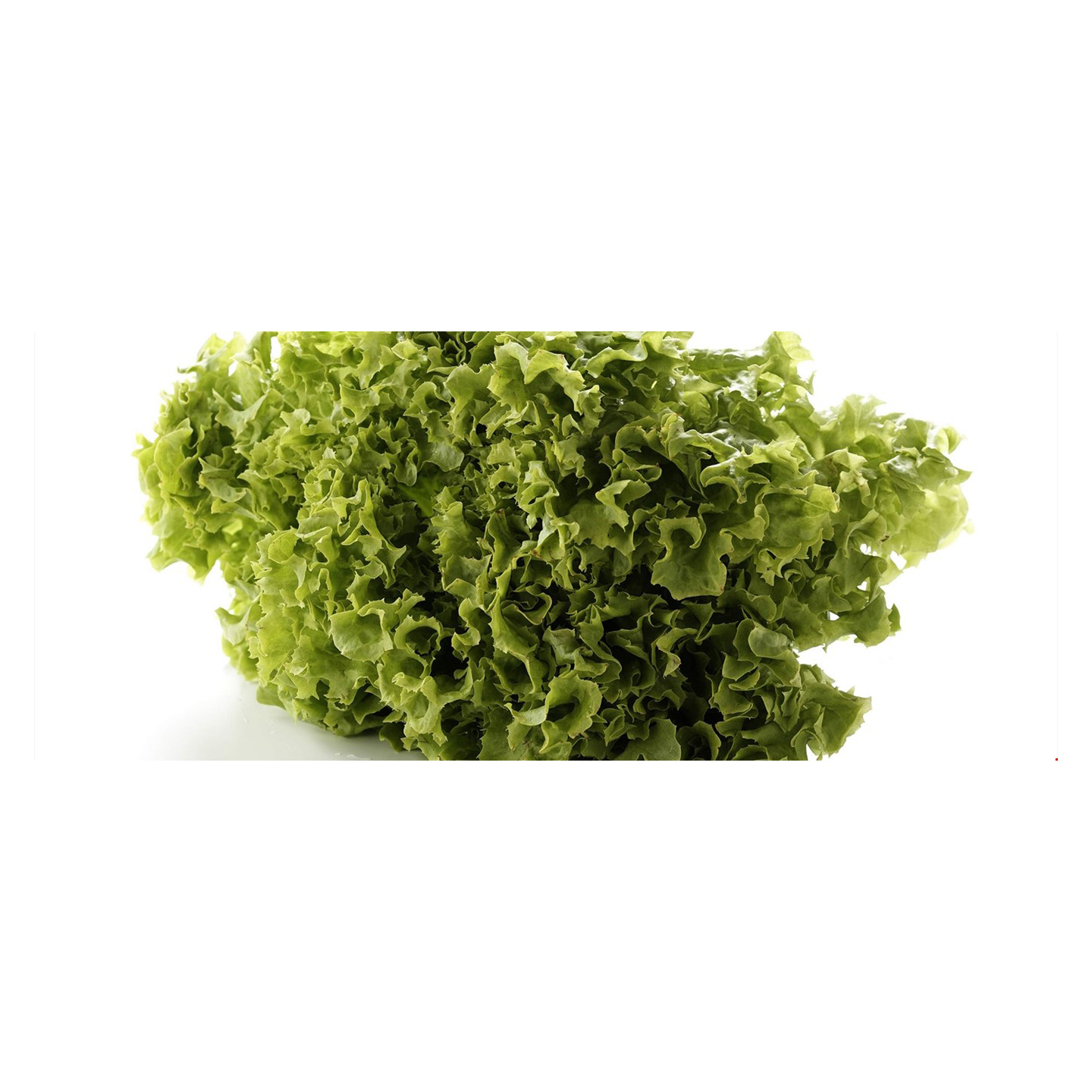 Salat lollo grønn blader   2kg