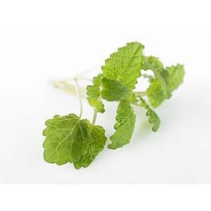 Urter sitronmelisse  potte