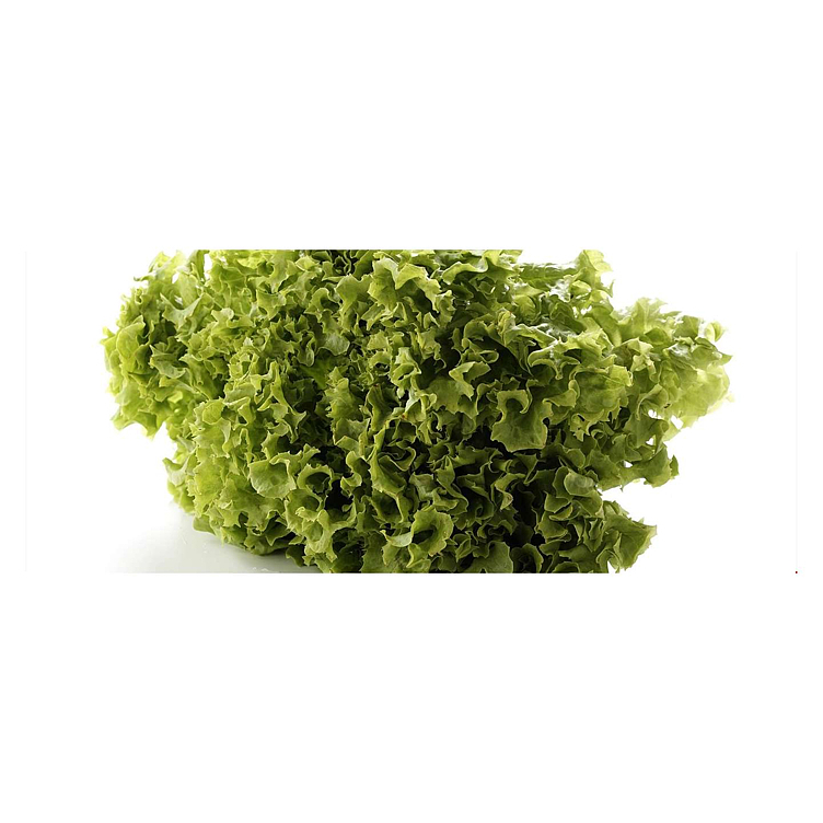 Salat lollo grønn blader   2kg