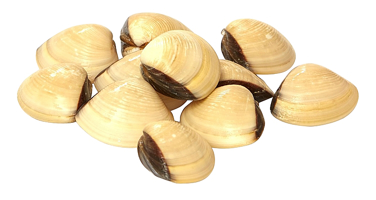 Hjerteskjell hele 40/60 vongole  900g