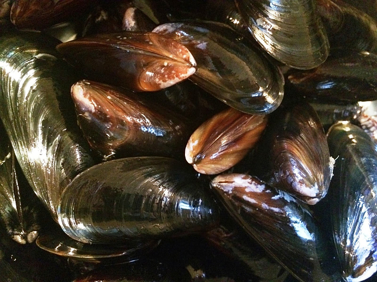 Blåskjell i skall kokte 5kg