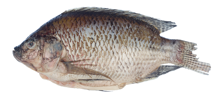 Tilapia hel renset 300-500g  4kg