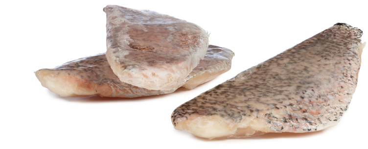 Barramundi filet med skinn 8-10 oz  10kg